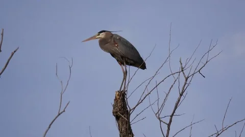 Great Blue Heron on a Dead Tree Stock Footage 290979113