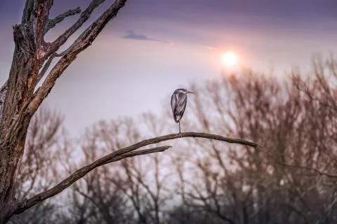 Great Blue Heron on a dead tree branch at sunset Stock Photos