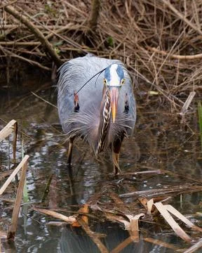 Great Blue Heron deep in a marsh 库存照片