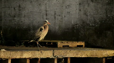 Great Blue Heron Defecates Stock Footage