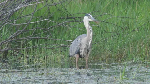 Great Blue Heron dips beak and shakes feathers Gile Flowage Wisconsin Stock Footage 201034662