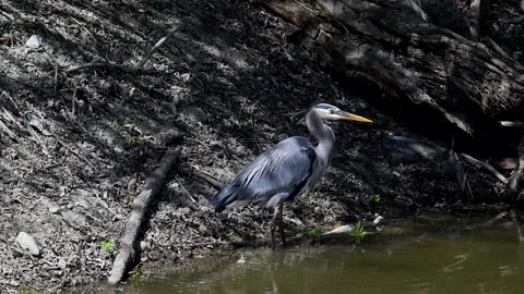 Great Blue Heron drinking after fish catch, 4k Stock Footage 275099409