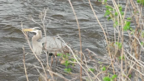 Great Blue Heron Drinking and Preening on River Rock Stock Footage 335230569