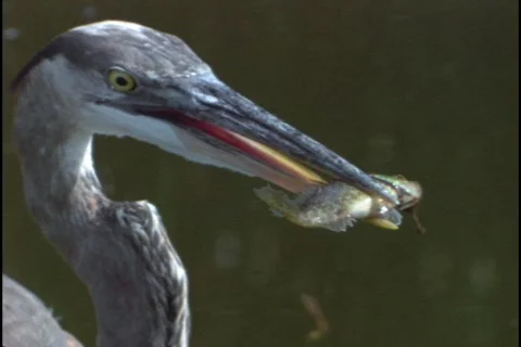 A Great Blue Heron eats a fish in Florida's Everglades National Park. Stockbeeldmateriaal 551942