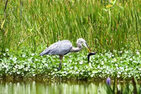 Great blue heron eats prey Stock Photos