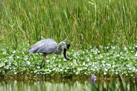 Great blue heron eats prey Stock Photos