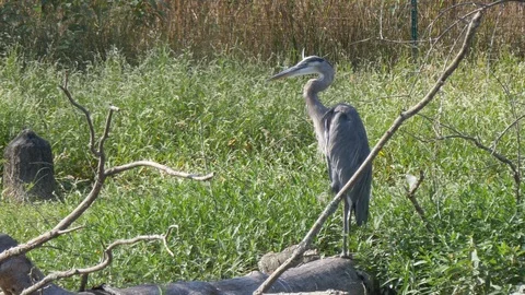Great blue heron extends its head up 4K Stockbeeldmateriaal 95284777