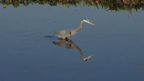 Great Blue Heron Feeding Stock Footage 73707209