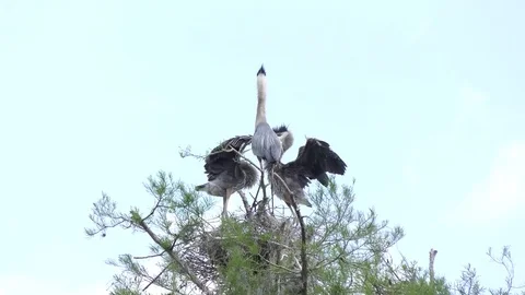 Great Blue Heron feeds its chicks Stock Footage 74644616