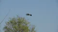 Great Blue Heron In Flight HD Footage