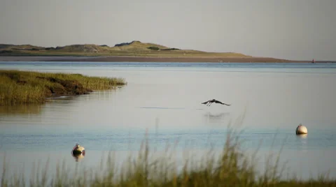 Great Blue Heron in flight Stock Footage 27237833