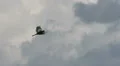 Great Blue Heron In Flight Video HD