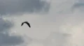 Great Blue Heron In Flight Video HD