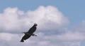 Great Blue Heron In Flight HD Footage