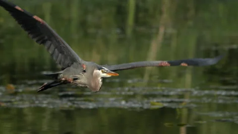 Great Blue Heron In Flight Video stock 131134094