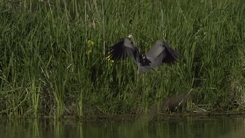 Great Blue Heron In Flight Stock-Footage 344585749