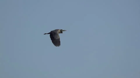 Great Blue Heron In Flight Stock-Footage 344586185