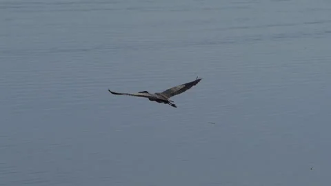 Great Blue Heron In Flight Stock-Footage 344596683