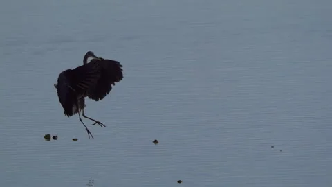 Great Blue Heron In Flight Stock-Footage 344596816