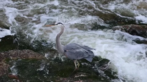 Great Blue Heron in Flight Over River Rocks 4K Stock Footage 338257030