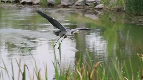Great Blue Heron in flight – takeoff and landing Stock Footage 337737335
