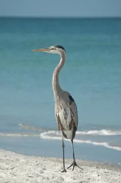 Great Blue Heron on a Florida Beach Stock Photos