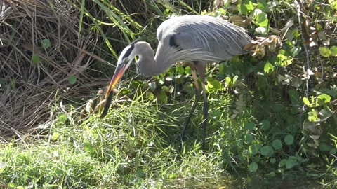 Great Blue Heron in Florida Stock Footage 147993083