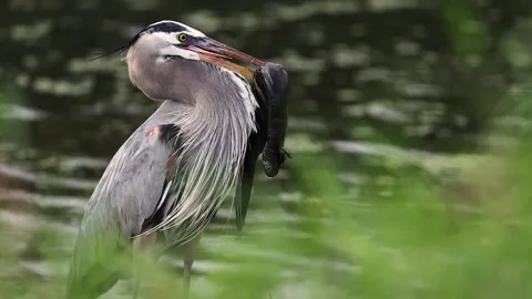 A Great Blue Heron in Florida Stock Footage 336334368