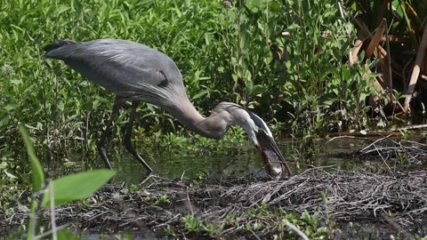 A Great Blue Heron in Florida Stock Footage 336334572