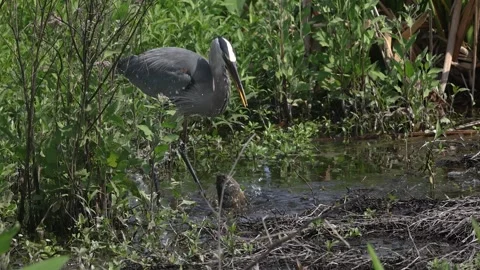 A Great Blue Heron in Florida Stock Footage 336334800