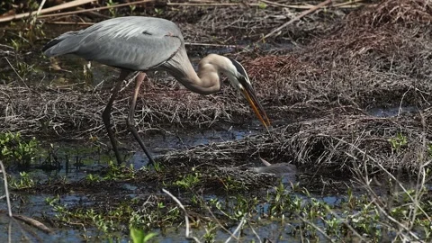 A Great Blue Heron in Florida Stock Footage 336334906