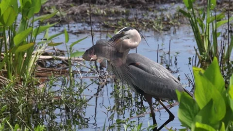 A Great Blue Heron in Florida Stock Footage 336335356