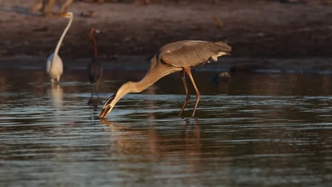 A Great Blue Heron in Florida Stock Footage 336335362