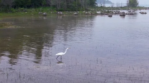 Great Blue Heron Flying Above Reflective Wetland Stock Footage 345299550