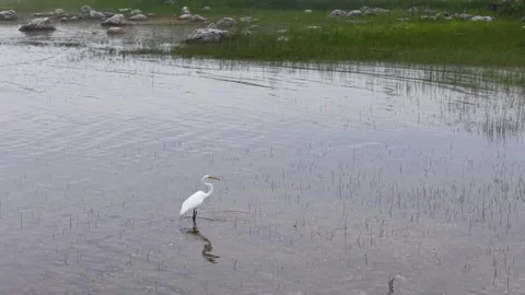 Great Blue Heron Flying Low Over Michigan Marsh Water Stock Footage 345296350