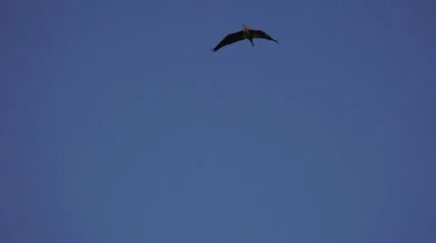 Great Blue Heron flying overhead Video stock 50056655