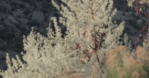 Great Blue Heron Flying Through Canyon Brush in Morning Light, 7K Stockbeeldmateriaal 333263377