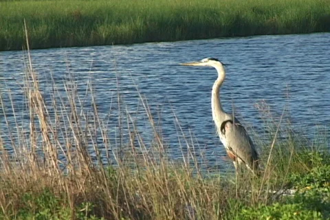 Great Blue Heron Stock Footage 509003