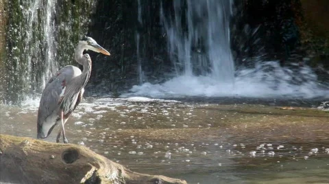 Great Blue Heron Stock Footage 520551