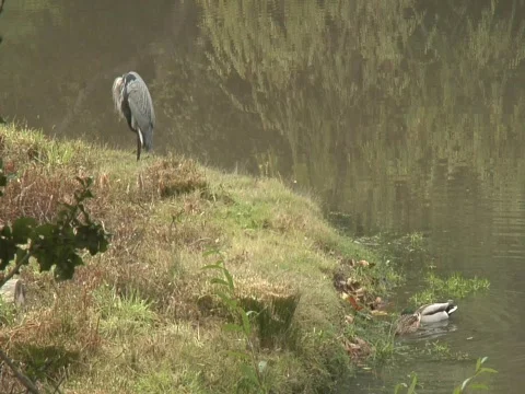 Great Blue Heron  Stock-Footage 584935