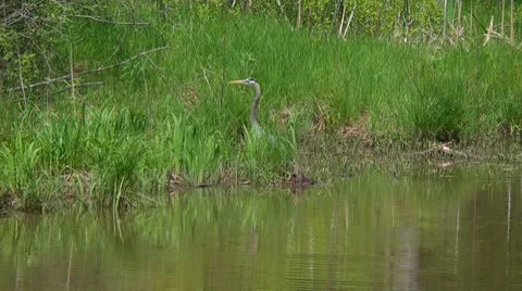Great Blue Heron Stock Footage 10594375