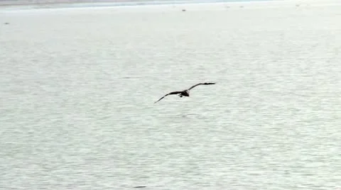 Great Blue Heron Stock Footage 11408161
