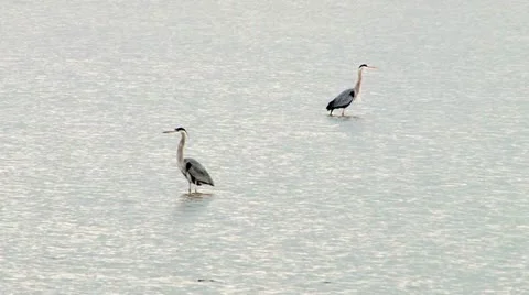 Great Blue Heron Stock Footage 11410536