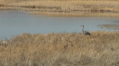 Great Blue Heron Stock Footage 11671087
