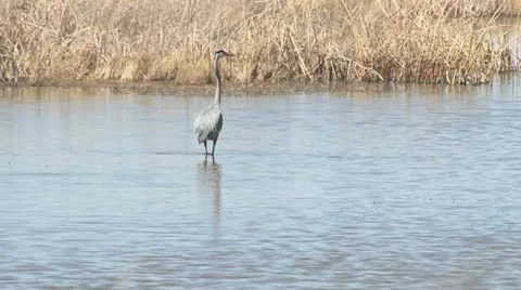 Great Blue Heron Stock Footage 11684478