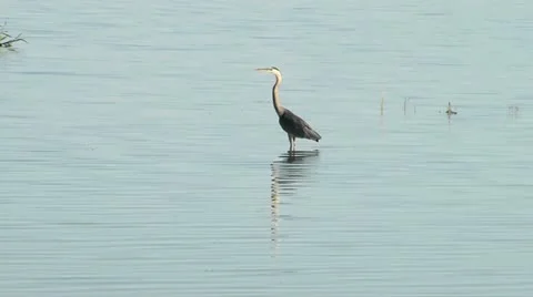 Great Blue Heron Stock Footage 11828790