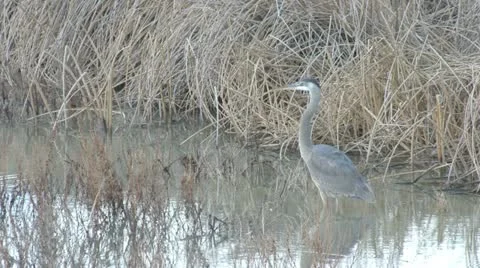 Great Blue heron Stock Footage 22397684