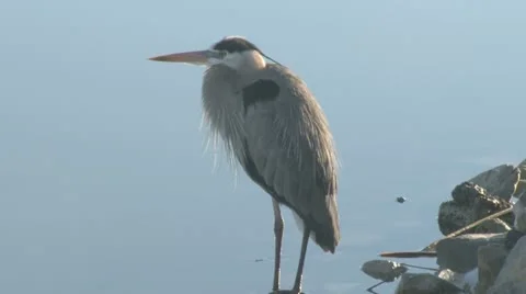 Great Blue heron Stock Footage 22398349