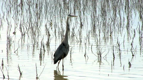 Great-blue Heron Stock Footage 24866065