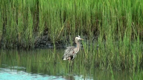 Great Blue Heron Stock Footage 32785878
